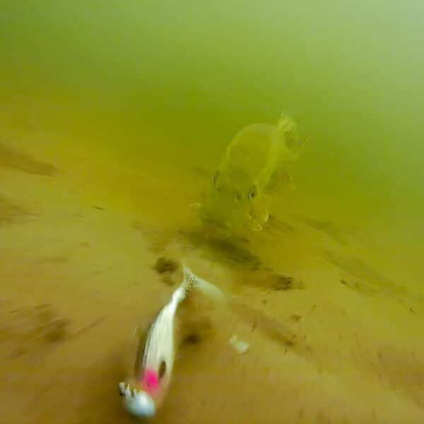WESTIN EXPLORER UNDERWATER CAM OR CASH - Image 4