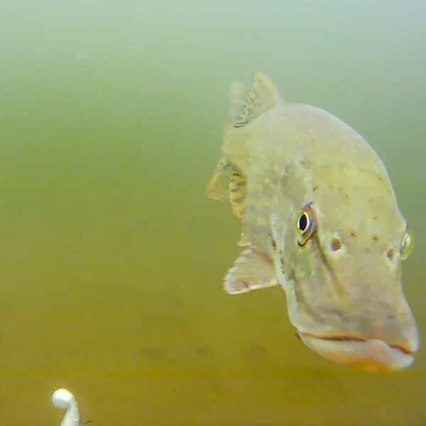 WESTIN EXPLORER UNDERWATER CAM OR CASH - Image 3